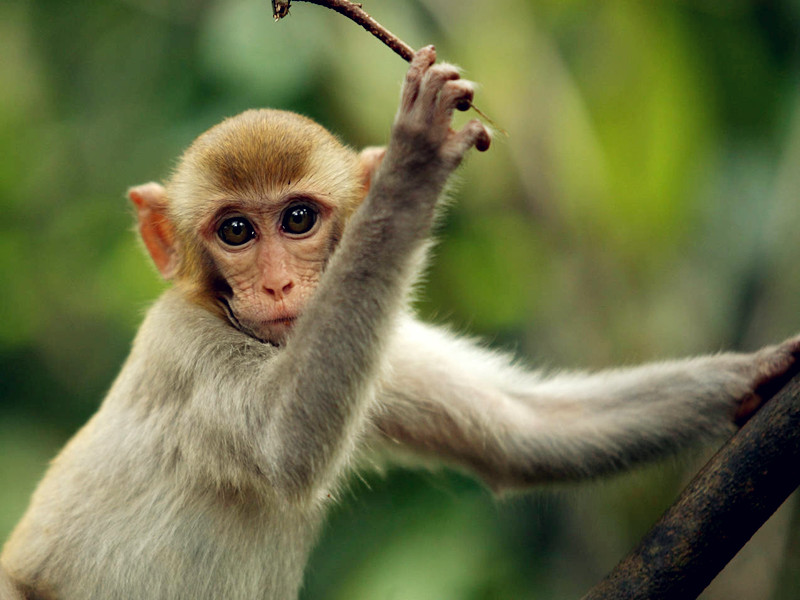 属猴人性格及一生命运如何？